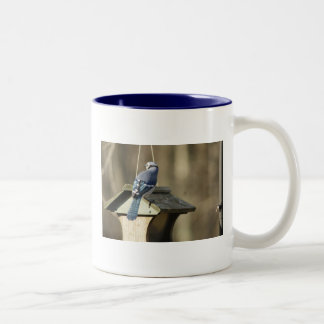 Bicolor El arrendajo azul empluma la taza
