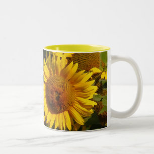 Bicolor El girasol florece la taza floral del jardín