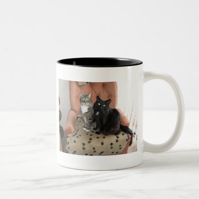 Bicolor Gatos en una taza de la silla (Derecha)