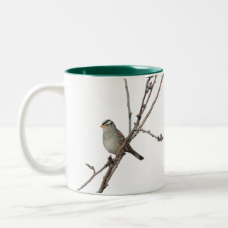 Bicolor Gorrión en una taza de la rama