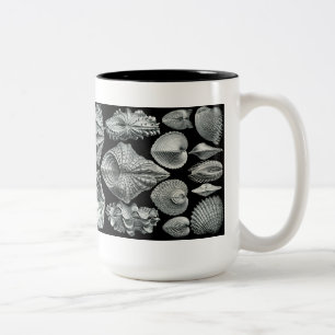 Bicolor Haeckel descasca la taza
