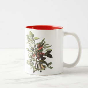 Bicolor La taza del pájaro de Audubon, tierra se zambull
