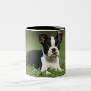 Bicolor La taza más linda de la foto de Boston Terrier
