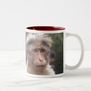 Bicolor Mono que mira la taza