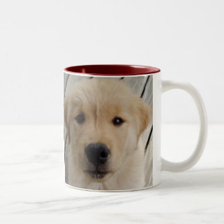 Bicolor Perrito de la TAZA del golden retriever