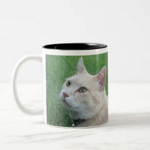 Bicolor Romeo la taza de café del gato