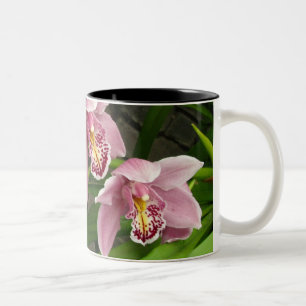Bicolor Taza 8 de la orquídea
