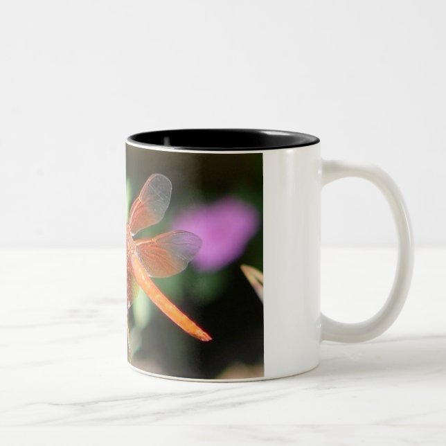 Bicolor Taza anaranjada de la libélula (Derecha)