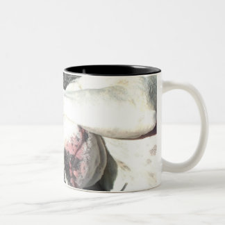 Bicolor Taza blanca del boxeador