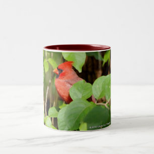 Bicolor taza cardinal
