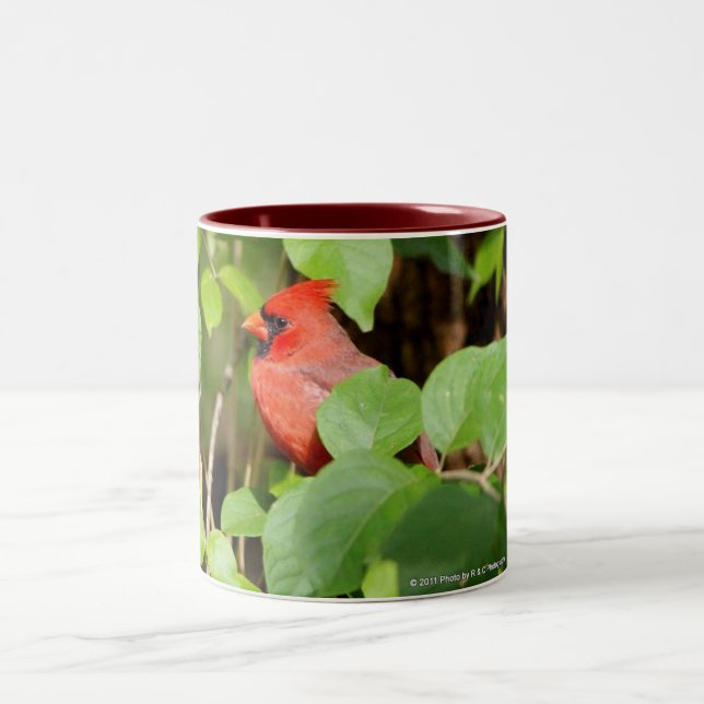 Bicolor taza cardinal (Centro)