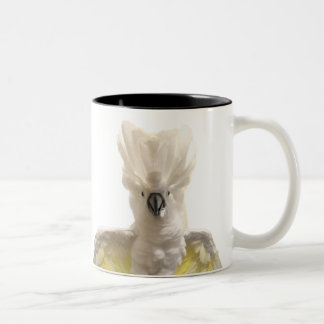 Bicolor Taza de Cecil