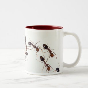 Bicolor taza de la hormiga