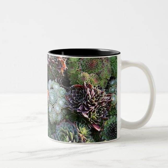 Bicolor Taza de Sempervivum (Derecha)