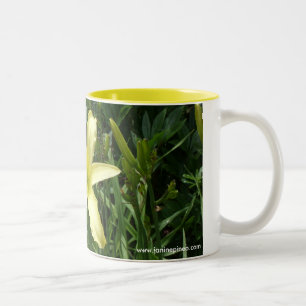 Bicolor Taza del Daylily