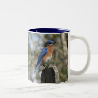 Bicolor Taza del este del varón del Bluebird