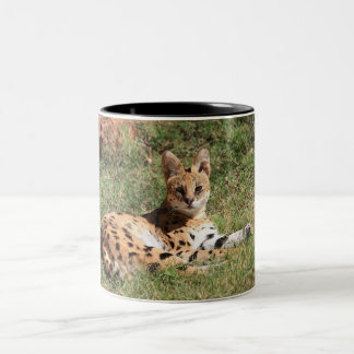 Bicolor Taza del gato del Serval
