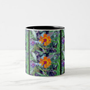 Bicolor Taza del Hawkweed anaranjado 1