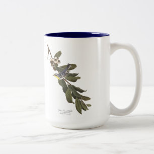 Bicolor Taza del pájaro de Audubon, curruca