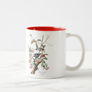 Bicolor Taza del pájaro de Audubon, pulsación de corrien