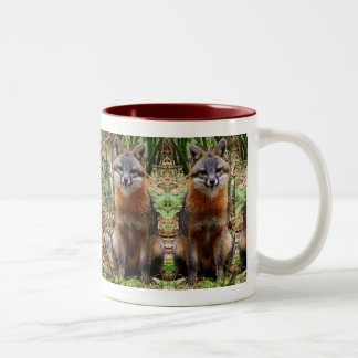 BICOLOR TAZA DEL ZORRO