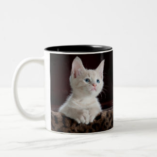Bicolor taza doble de gato
