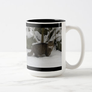 Bicolor Taza - gato montés escocés