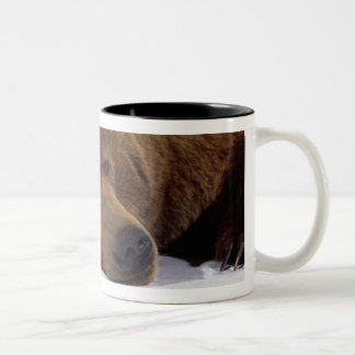 Bicolor Taza Grizzle del oso