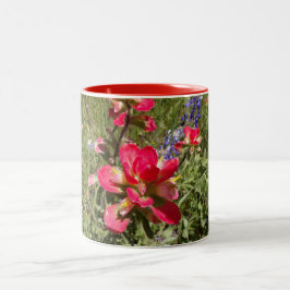 Bicolor Taza Indian Paintbrush