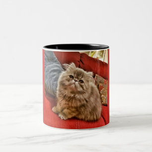 Bicolor Taza persa del gatito