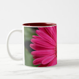 Bicolor Taza rosada de la margarita del Gerbera