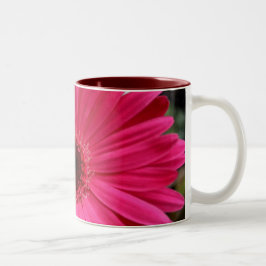Bicolor Taza rosada de la margarita del Gerbera