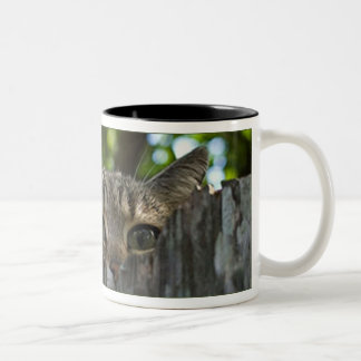 Bicolor Taza salvaje de ISIS del gato