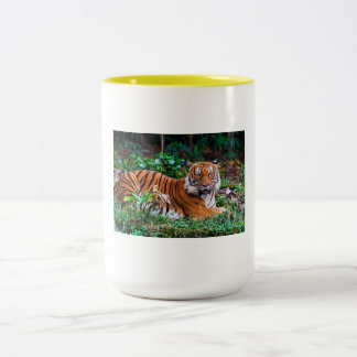 Bicolor taza tg