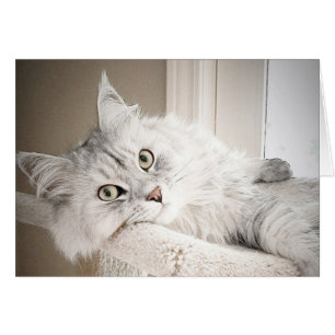 Bien, tarjeta del MAULLIDO