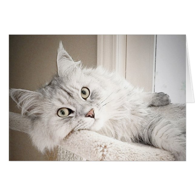 Bien, tarjeta del MAULLIDO (Anverso (Horizontal))