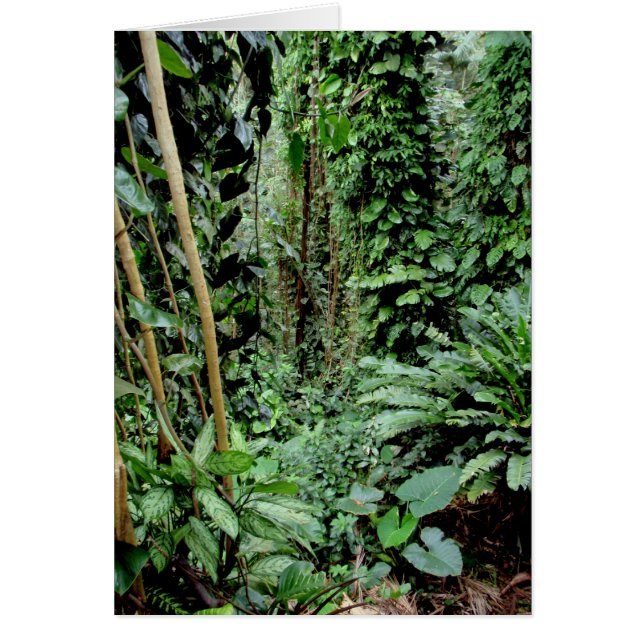 Bienvenidos a la jungla (Frente)