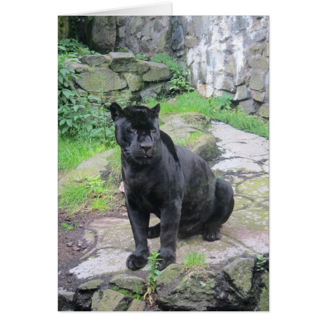 Big Black Jaguar Cat on Sitting on Rock (Frente)