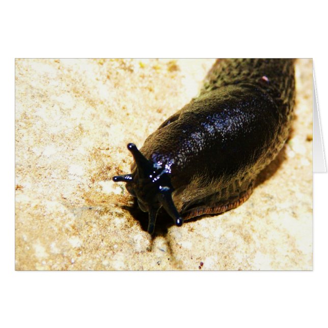 Big Black Slug (Anverso (Horizontal))