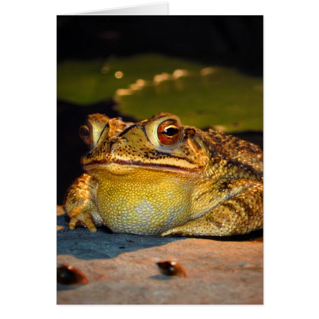 Big Fat Toad (Frente)