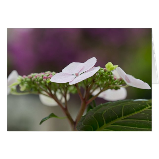 Big Leaf Hydrangea (Anverso (Horizontal))