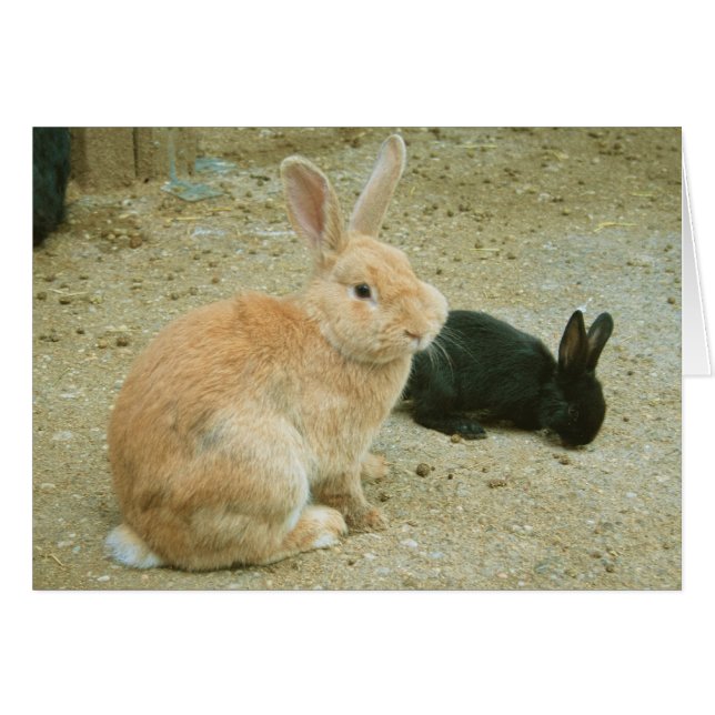 Big Red Bunny (Anverso (Horizontal))