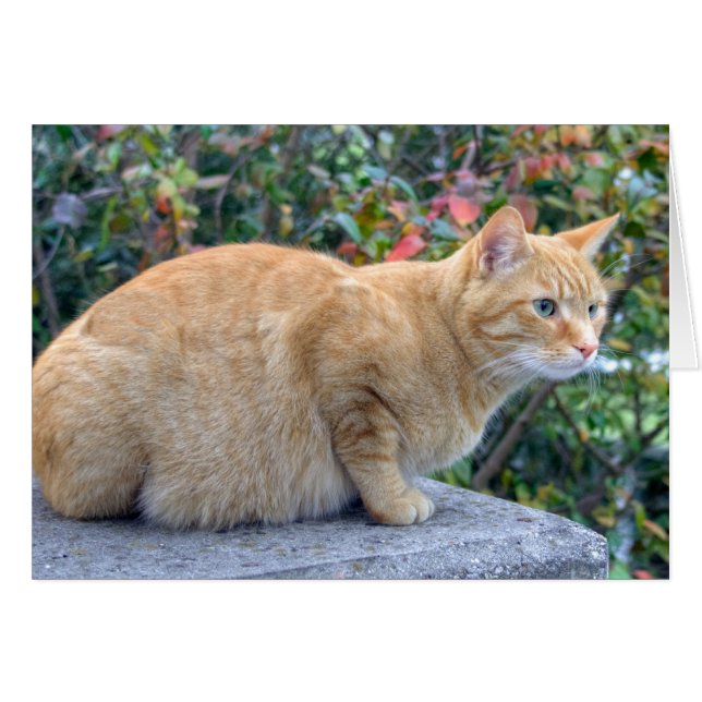 Big Red Tabby (Anverso (Horizontal))