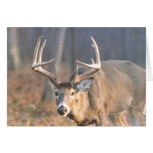 BigBoy (Anverso (Horizontal))