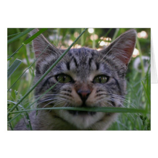 Bijou Grass