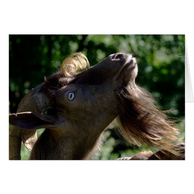 Billy Goat (Anverso (Horizontal))