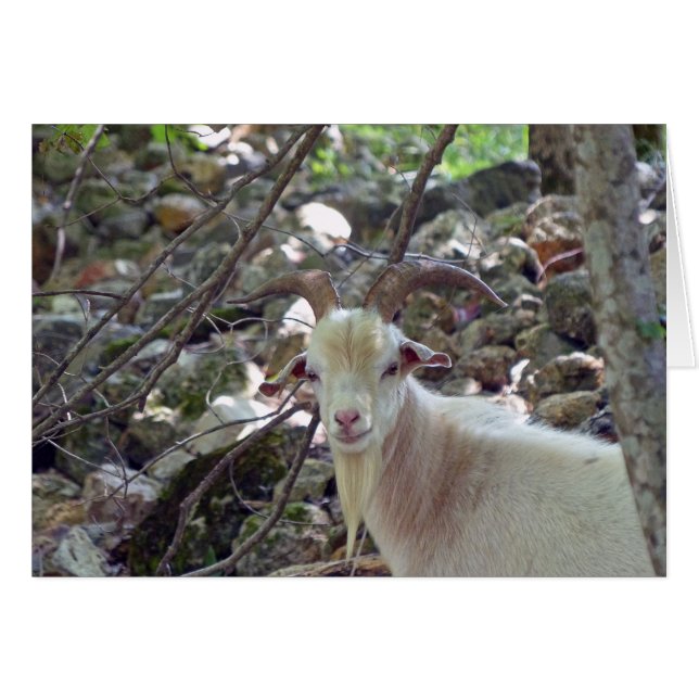 Billy Goat (Anverso (Horizontal))