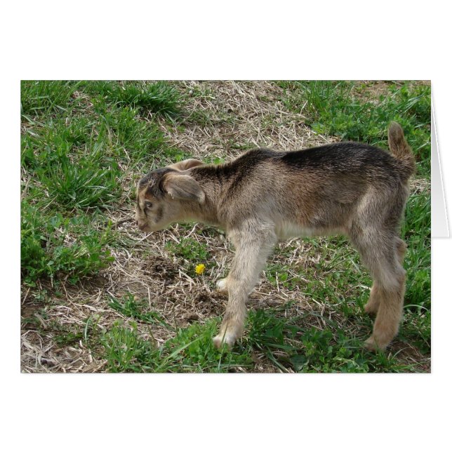 Billy Kid nubio de un día (Anverso (Horizontal))