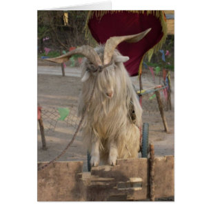Billy The Goat Card