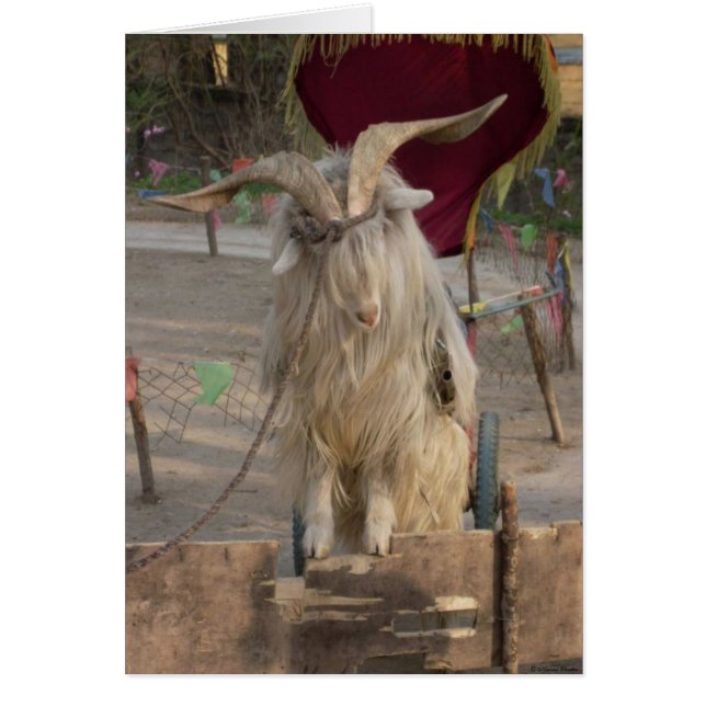 Billy The Goat Card (Frente)